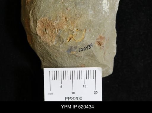 undet. Stylophora