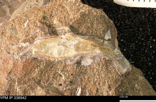 undet. Bivalvia