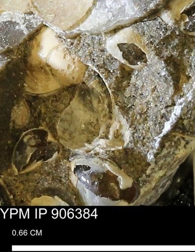 undet. Mollusca