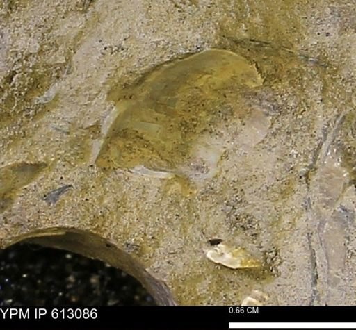 undet. Bivalvia