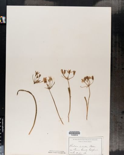 Brodiaea