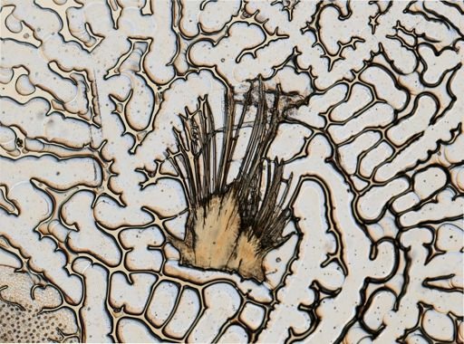 Harmothoe imbricata
