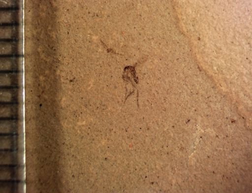 undet. Diptera