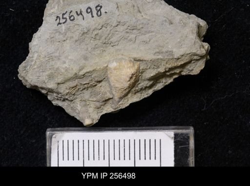 Heteroschisma sp.