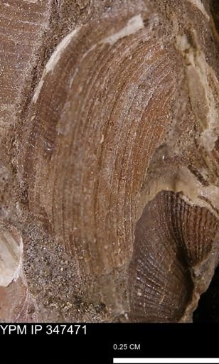 Limopsis striatopunctatus