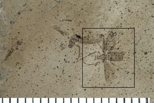Plecia sp.