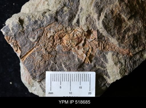Macrocystella sp.