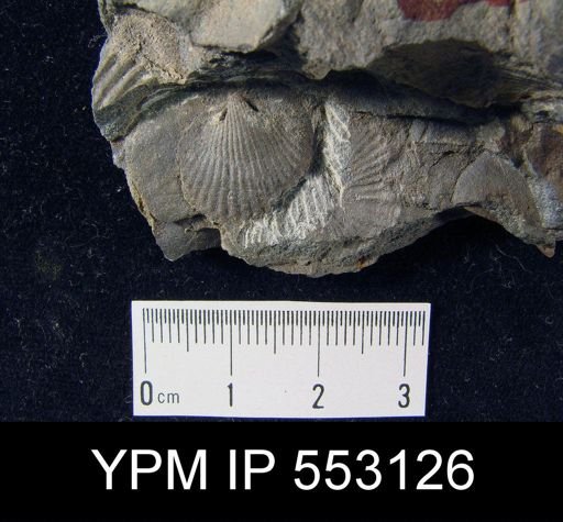 Tropidoleptus sp.