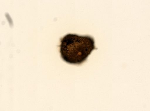 Spongilla fragilis