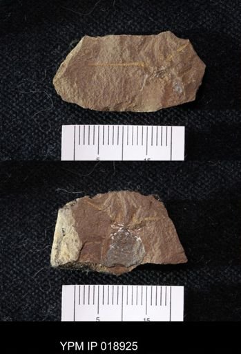 Anthracaris gracilis