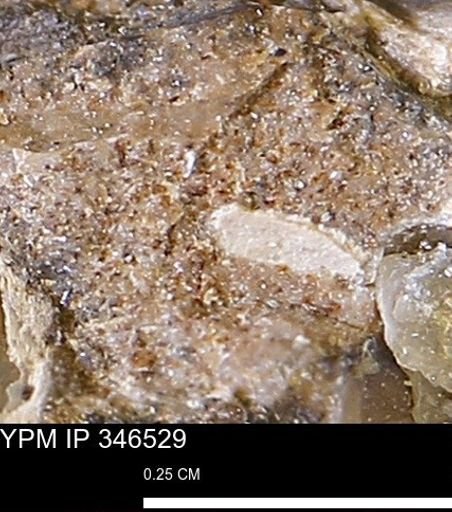 undet. Mollusca