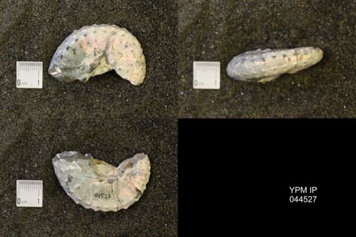 Discoscaphites conradi