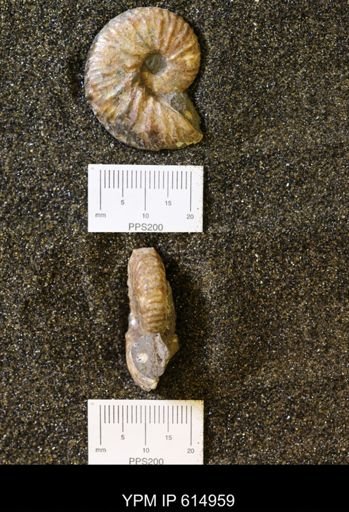 Discoscaphites sp.