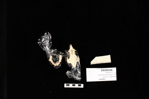 Lepidosiren