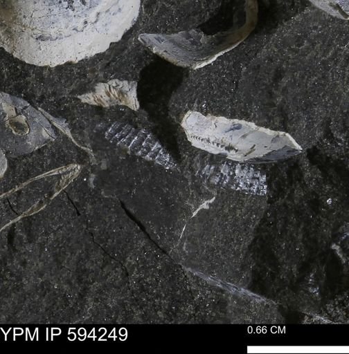 undet. Bivalvia
