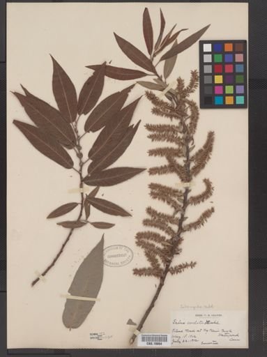 Salix rigida