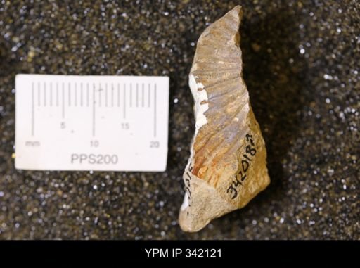 Hoploscaphites sp.