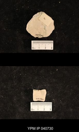 Ephemeroptera