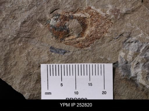 Sphenothallus sp.