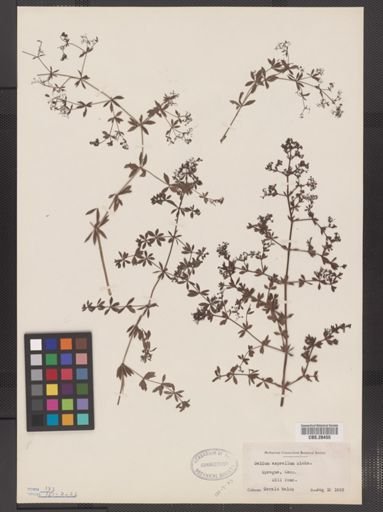 Galium asprellum