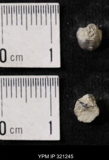 Ambocoelia sp.