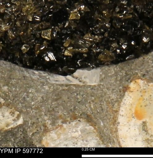 Limopsis striatopunctatus