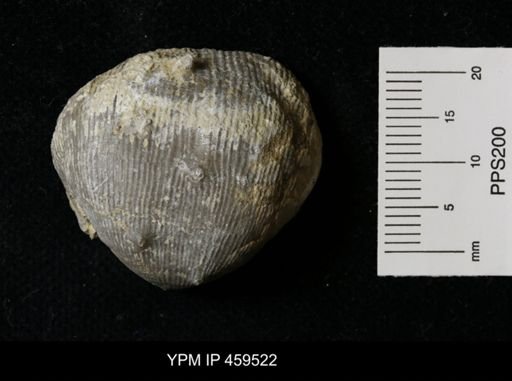 Linoproductus magnispinus
