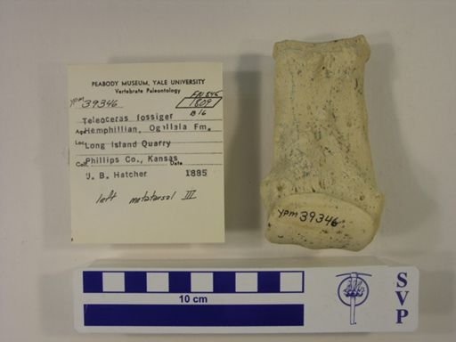 Teleoceras fossiger