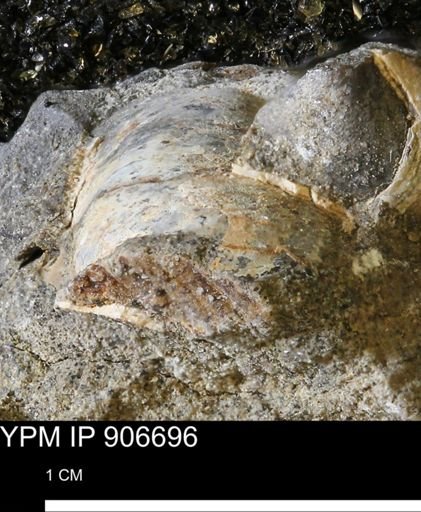 undet. Mollusca