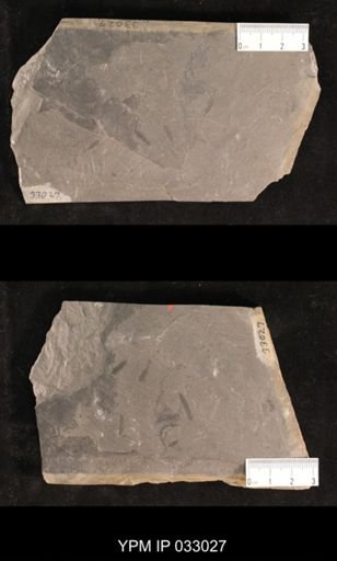 Mormolucoides articulatus