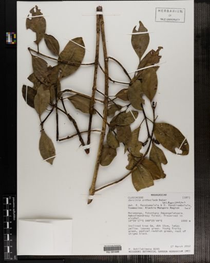 Plantae