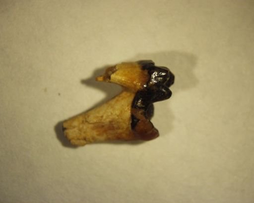 Protictis haydenianus