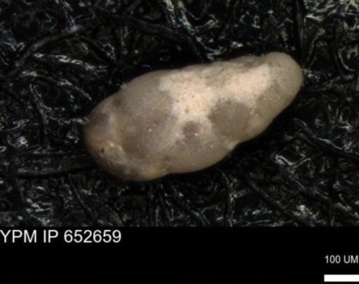 undet. Foraminiferida
