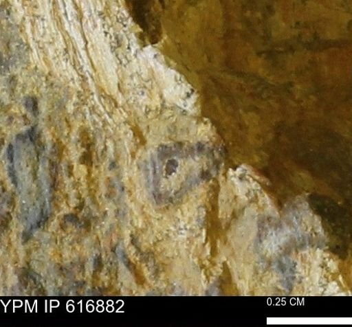 Teredo sp.