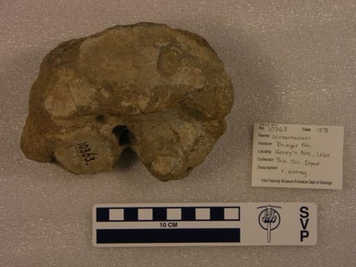 Uintatherium sp.