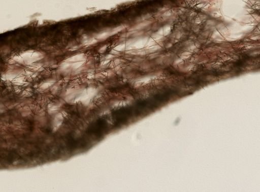 Ophlitaspongiidae
