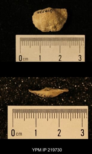 Chonetes granulifer