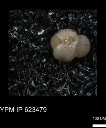 undet. Foraminiferida