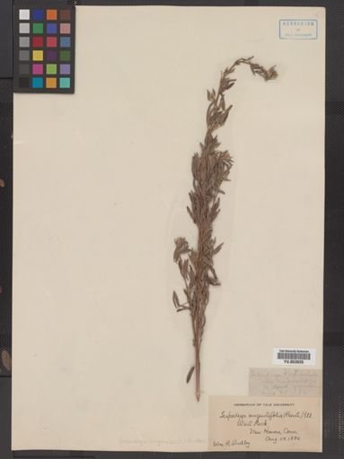 Lespedeza virginica