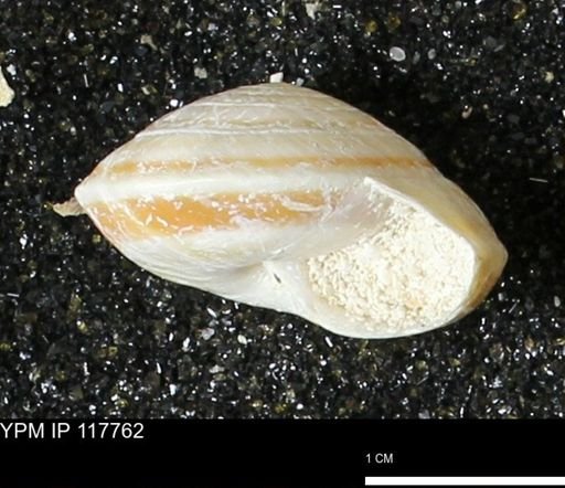 Poecilozonites bermudensis zonatus