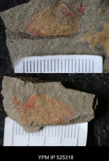 undet. Stylophora