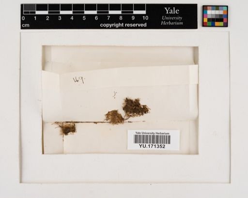 Plantae