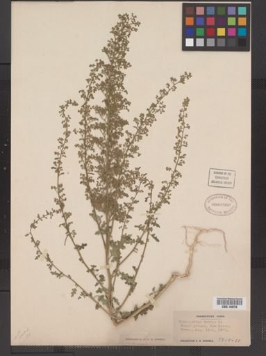 Chenopodium botrys