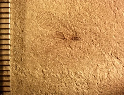 undet. Fulgoridae