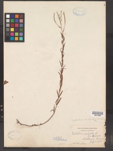 Epilobium palustre