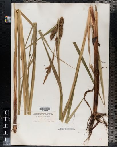 Carex lacustris