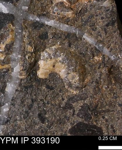 undet. Scaphitidae