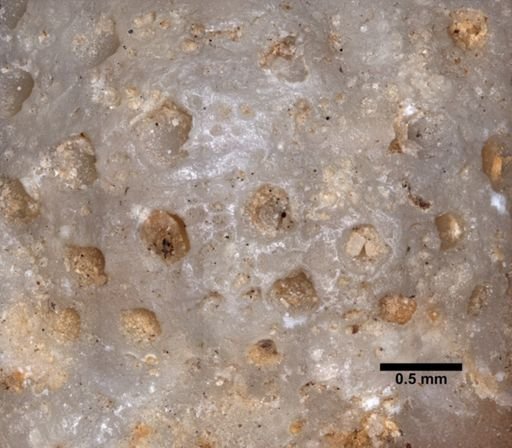 Batostomella?