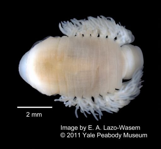 Ozobranchus branchiatus