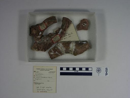 Dimetrodon sp.